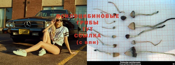 стафф Алзамай